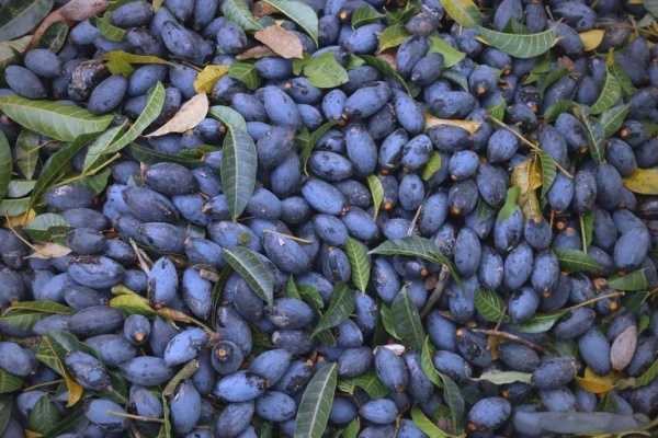 金秋乌榄香满径，太平三百洞村“榄”出致富经