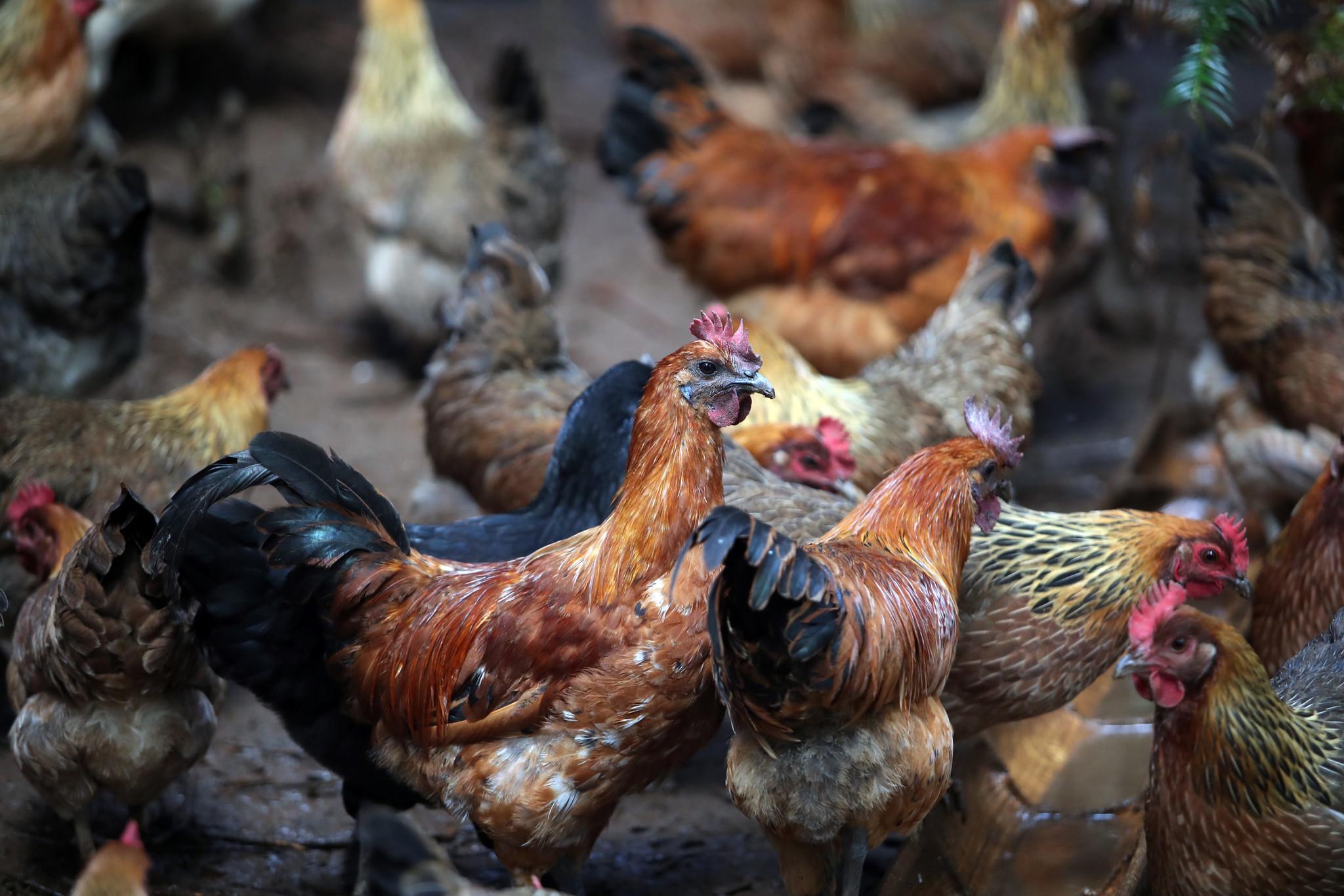 养鸡怎么除虫？养鸡怎么除虫最有效？