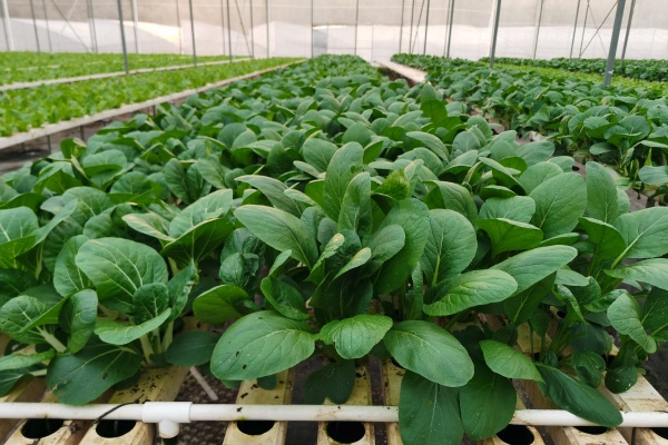 老农民揭秘水培秘诀,亩产竟然能翻番!