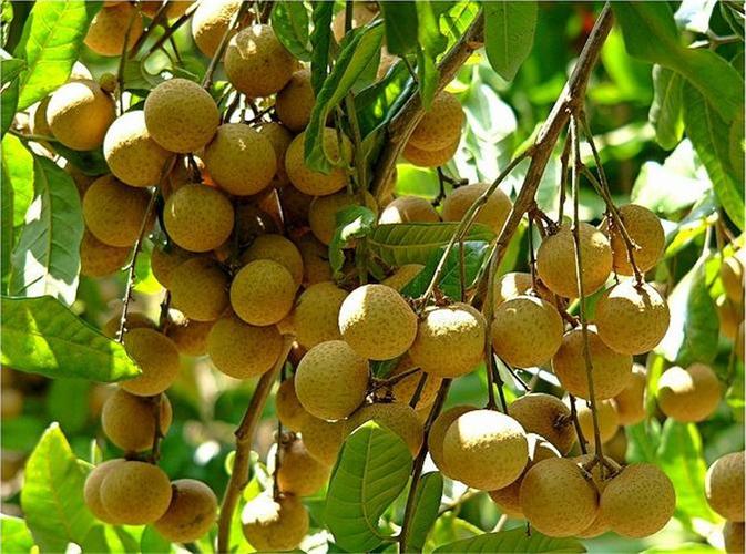 怎么种植桂圆？一个老农的三十年经验谈