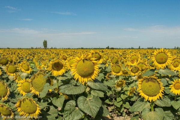 向日葵什么时候种最合适？种向日葵有什么技巧？
