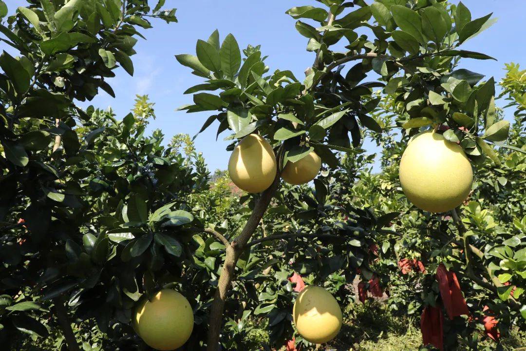 蜜柚种植户亲述：我是这样防控病虫害的