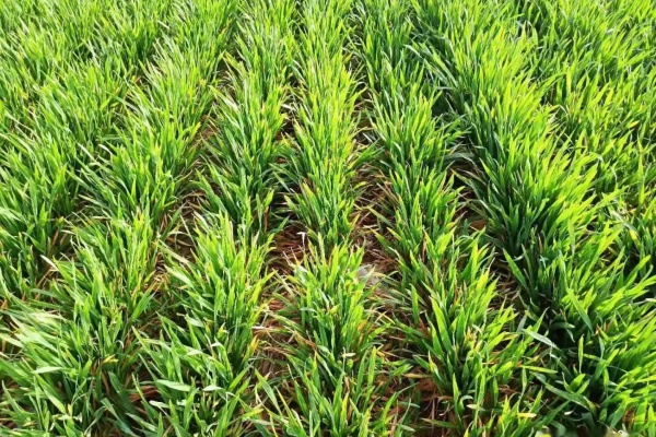 秋冬种打响夏粮“第一仗”,科技助力破解晚播难题