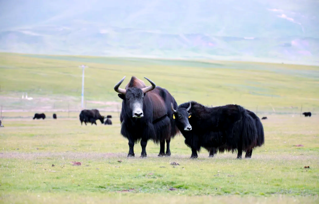 青海特色农业:融合发展让农牧民钱包鼓起来