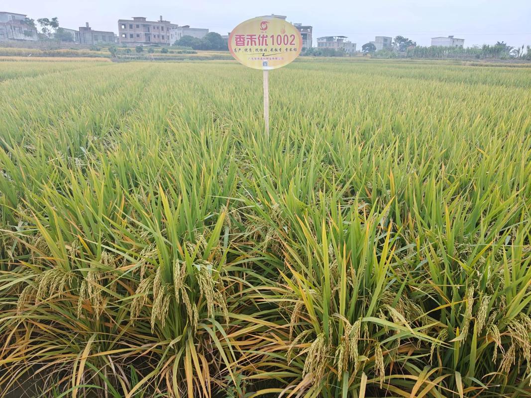 广东茂名杂交稻百亩示范方测产验收，香禾优1002与协禾优1002平均亩产超700公斤