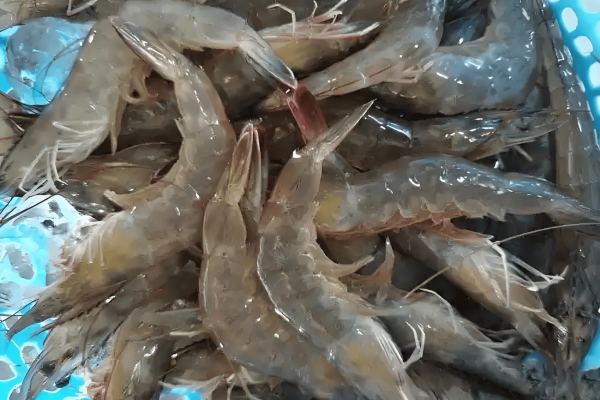 养虾有什么技巧？掌握这8个关键技巧，让你的虾健康又肥美