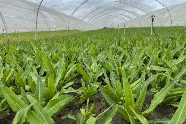 春天北方适合种什么菜?这8种蔬菜最抗寒又好养,4月前种下能吃一整季