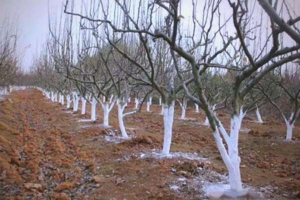 果树冬天怎么防冻？这些实用技巧助你安稳过冬