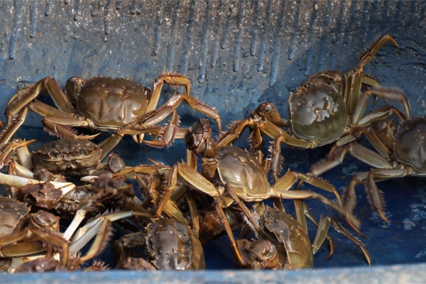 养螃蟹要花多少钱？每亩投入4000到2万，钱都花在哪了？