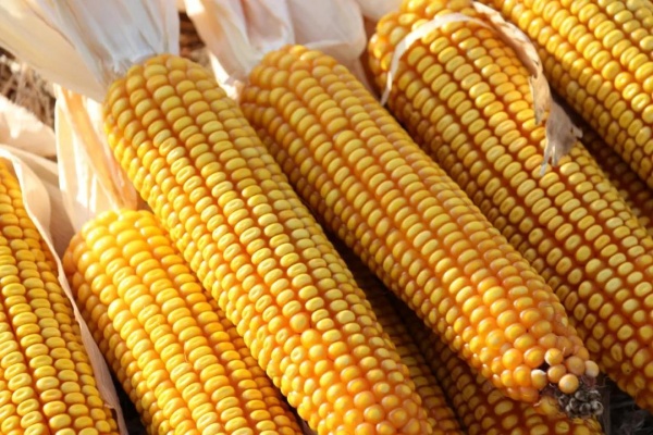 杂交玉米怎么种？这些经验助你实现高产增收