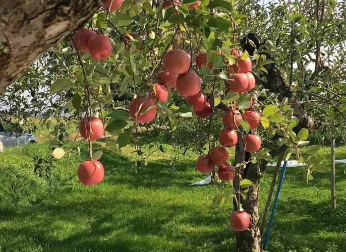 春季果树怎么施肥？抓住关键时期，让果树茁壮成长