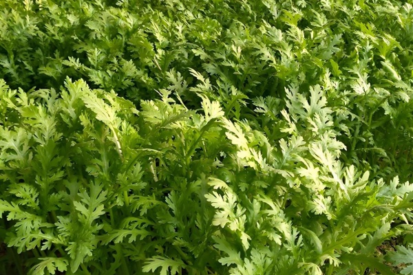 茼蒿怎么种植？种茼蒿怎么才能高产？