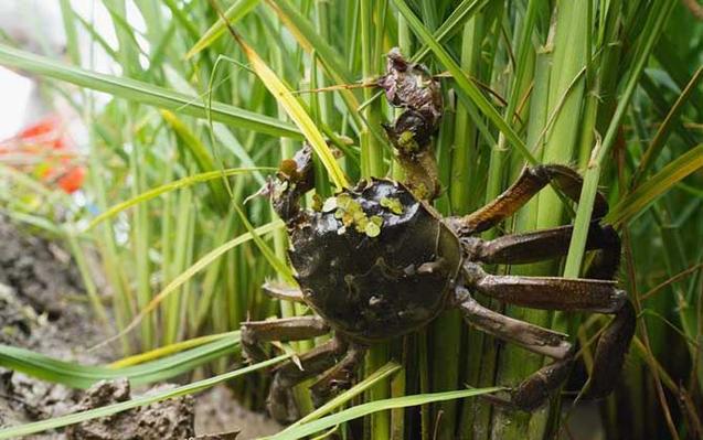 田蟹怎么养殖？亩产提升30%的秘诀与市场行情解析
