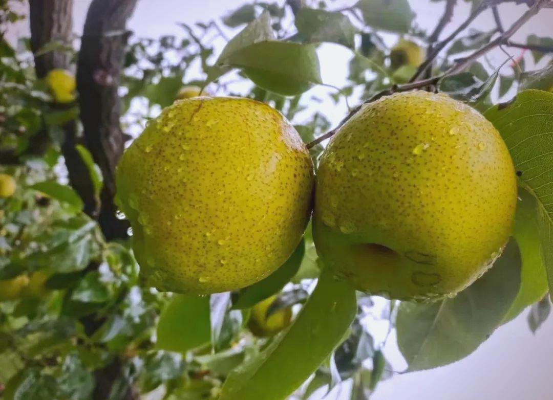 河北赵县鲜梨年出口值近五亿元，成功开拓东南亚多国市场