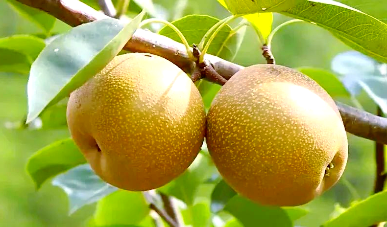 一颗梨子富一方百姓,云和雪梨产业振兴路成共富样本