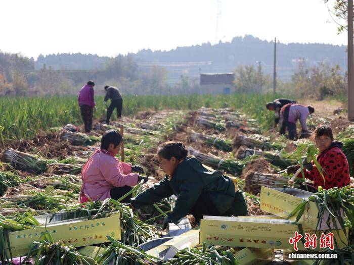 山东章丘大葱迎采收季，“比人高”成田间趣味看点