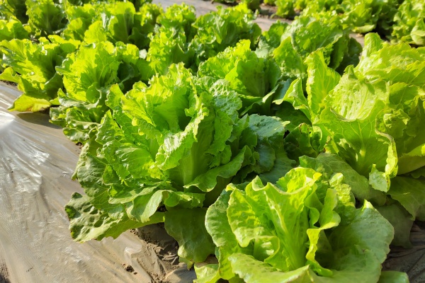 生菜怎么种?种生菜有什么技巧?