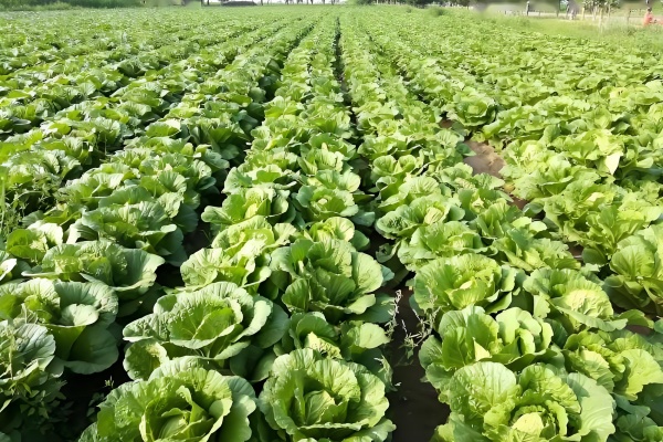 白菜适合什么土壤？种白菜怎么改良土壤？