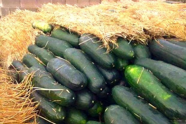 冬季储存冬瓜有什么技巧?2025年冬瓜市场行情怎么样?