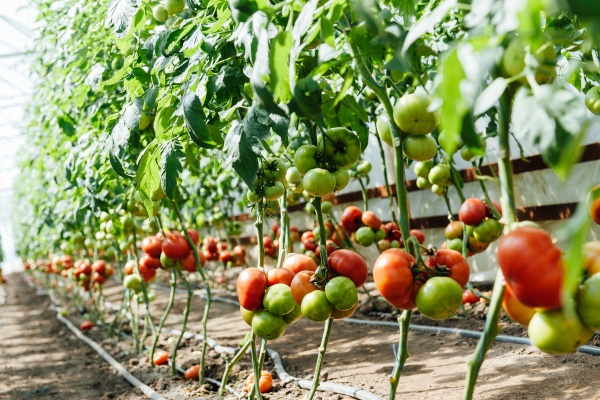 西红柿人工授粉有什么方法？西红柿人工授粉有什么技巧？