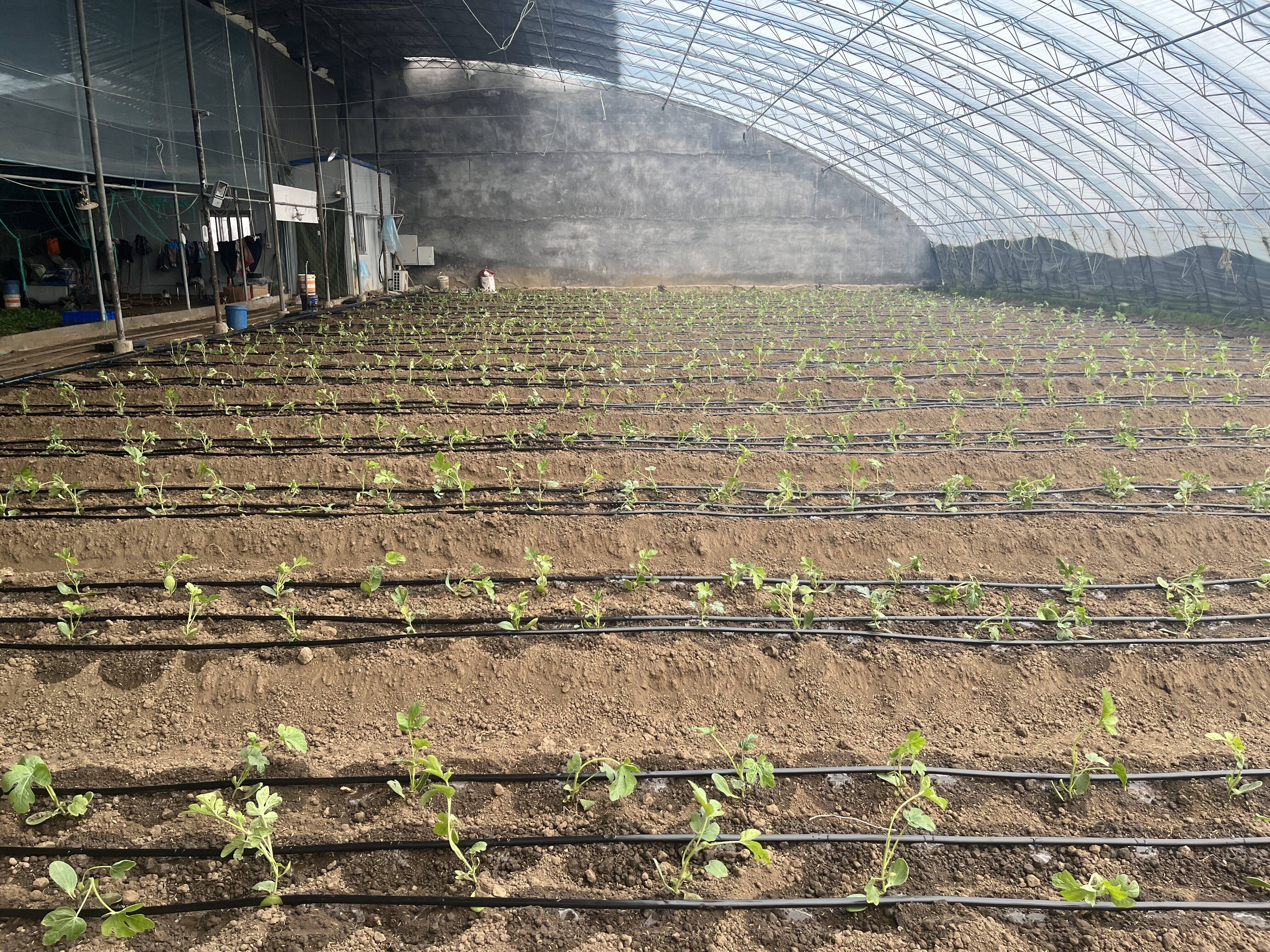 山东：“一粒种子”撬动乡村振兴大产业