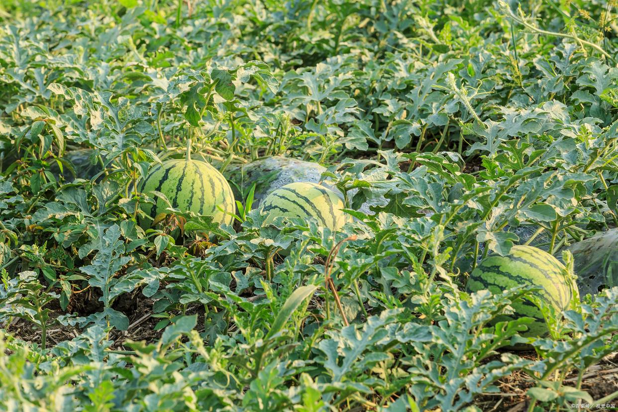 西瓜种植密度多少最合适？这些方法助你轻松定密度