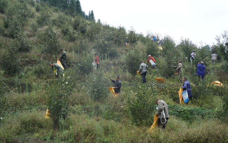 绥宁26万亩油茶林如何变身“绿色银行”:一线探访乡村振兴密码