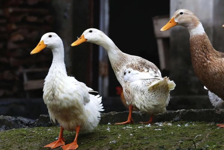 养鸭十大禁忌：老师傅总结的血泪教训