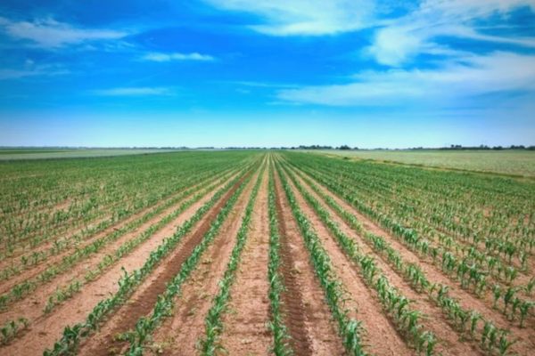 土地承包新动态：稳定延包，福利多多，农业前景可期