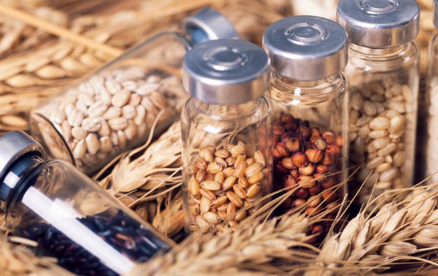 守护农业&ldquo;中国芯&rdquo;：种子安全为何关乎14亿人的饭碗与国家安全