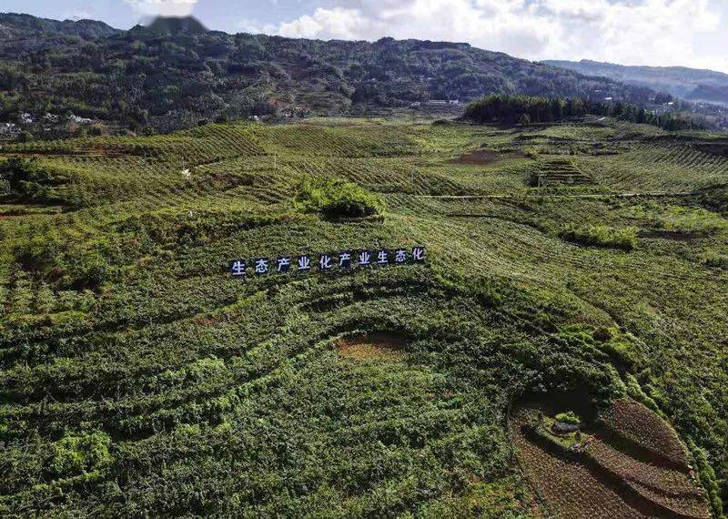 水城红心猕猴桃:从山间到舌尖的甜蜜致富路