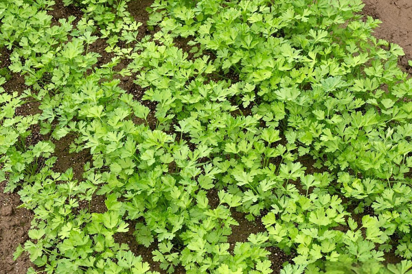 立冬后山东适合种什么菜？立冬后山东应该种什么菜？