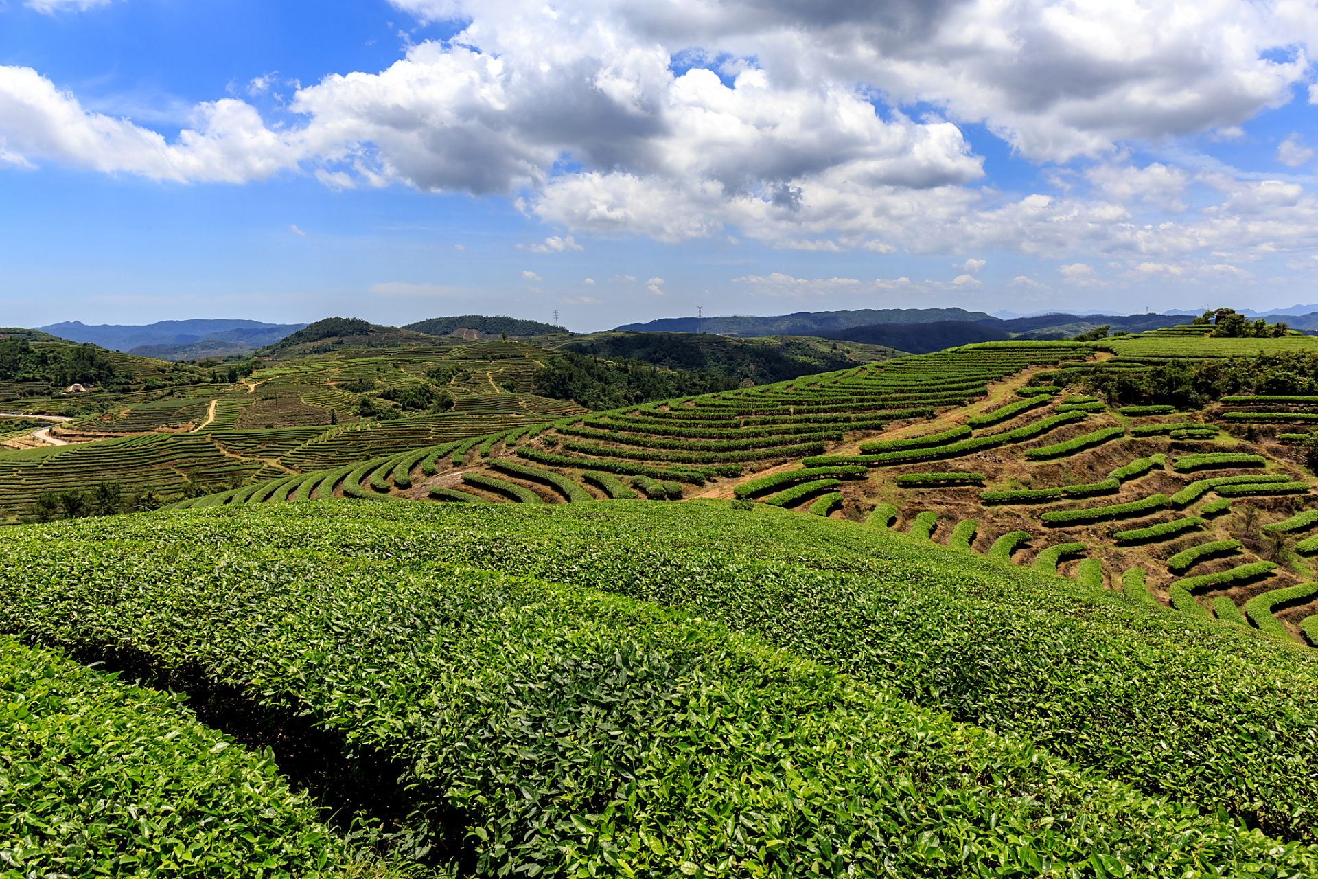 云南智慧农业:数据赋能,重塑高原特色产业新图景
