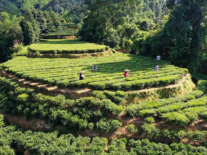 从荒山到茶山，从茶园到景区：六堡茶这样改变梧州