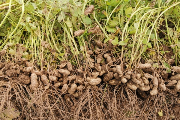 不同的确的花生什么时候收最好？影响花生收割的因素有哪些？