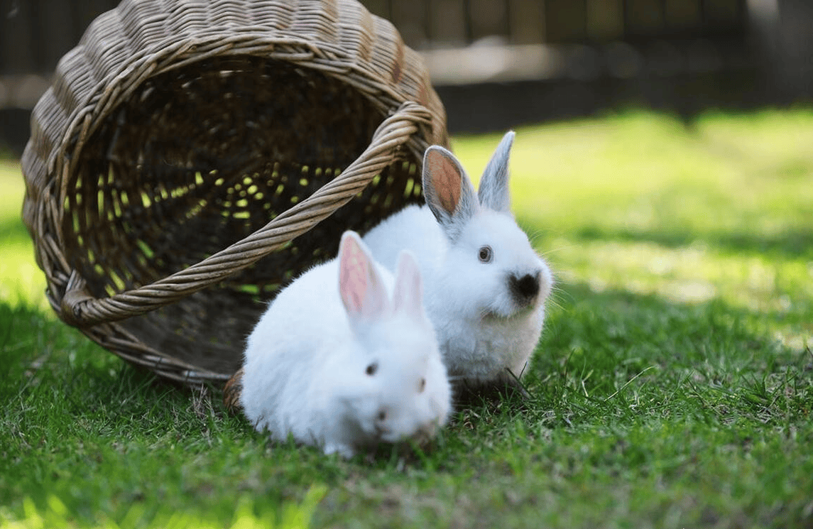 怎么养兔子?养殖户亲述:养兔想赚钱,这几件小事必须做对