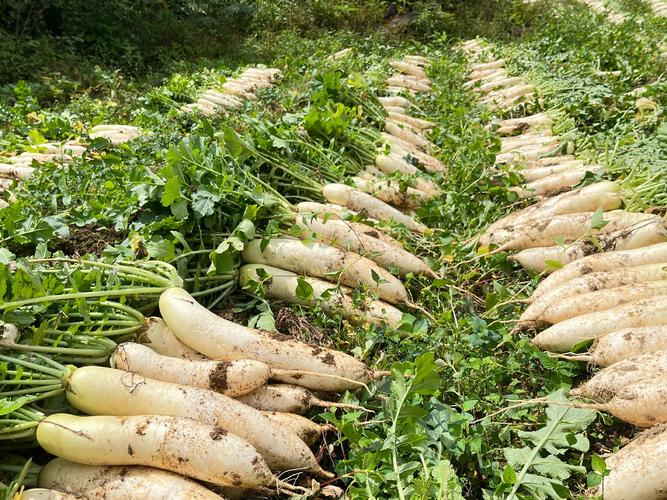 种植萝卜有哪些常见的病虫害？怎么防治萝卜病虫害？