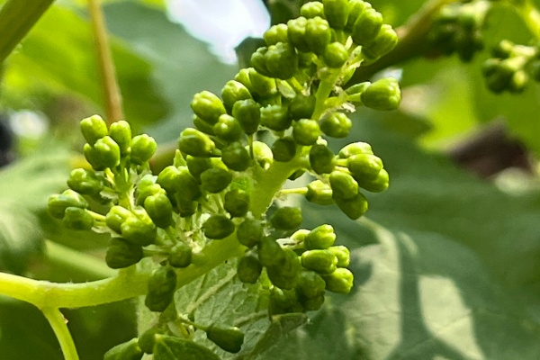 葡萄花芽分化有什么方法？