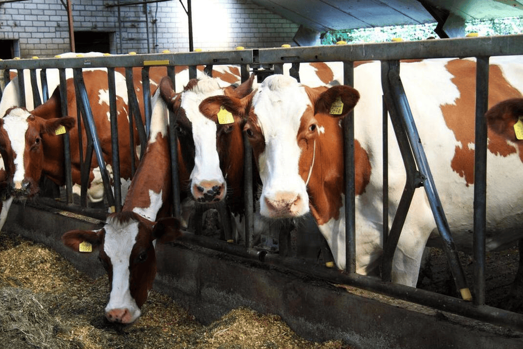 养牛有什么技巧?养牛有有哪些注意事项?