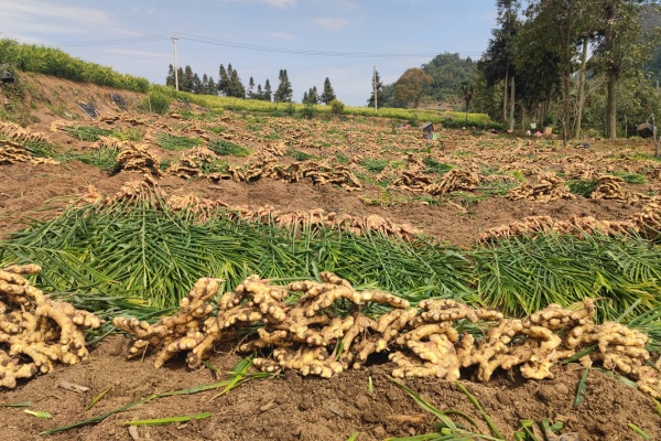 种生姜如何施底肥？老农总结的科学方法与实用技巧