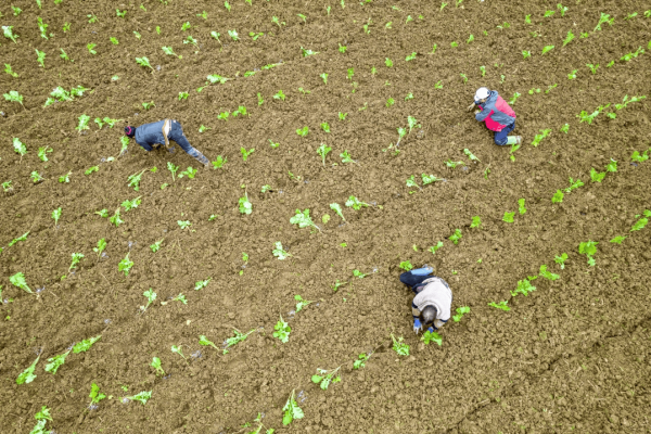 油菜移栽后不长怎么办？20年农技员教你补救