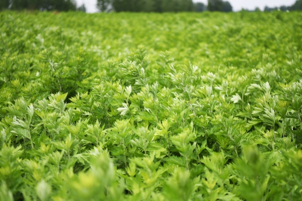 种艾草有什么技巧？从选地到收割，掌握这四个关键步骤轻松丰收