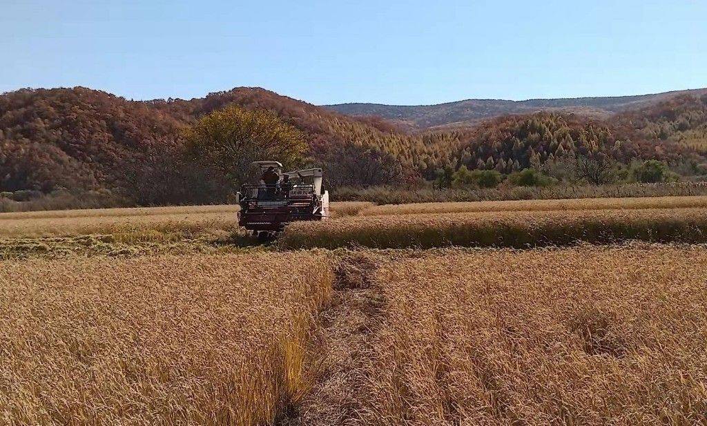 吉林汪清秋收一线见闻:农机满田,服务到户,全力保障颗粒归仓