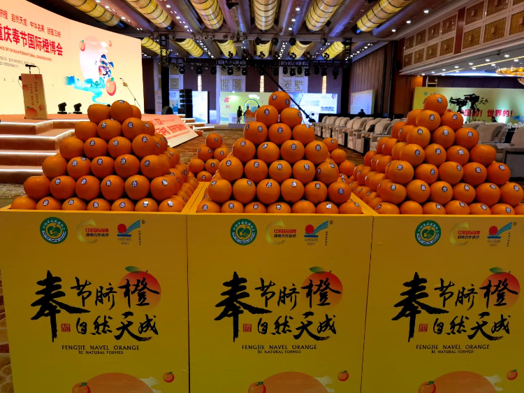 2025奉节脐橙广州订货会启幕，1.4万吨签约量拓国际市场新局