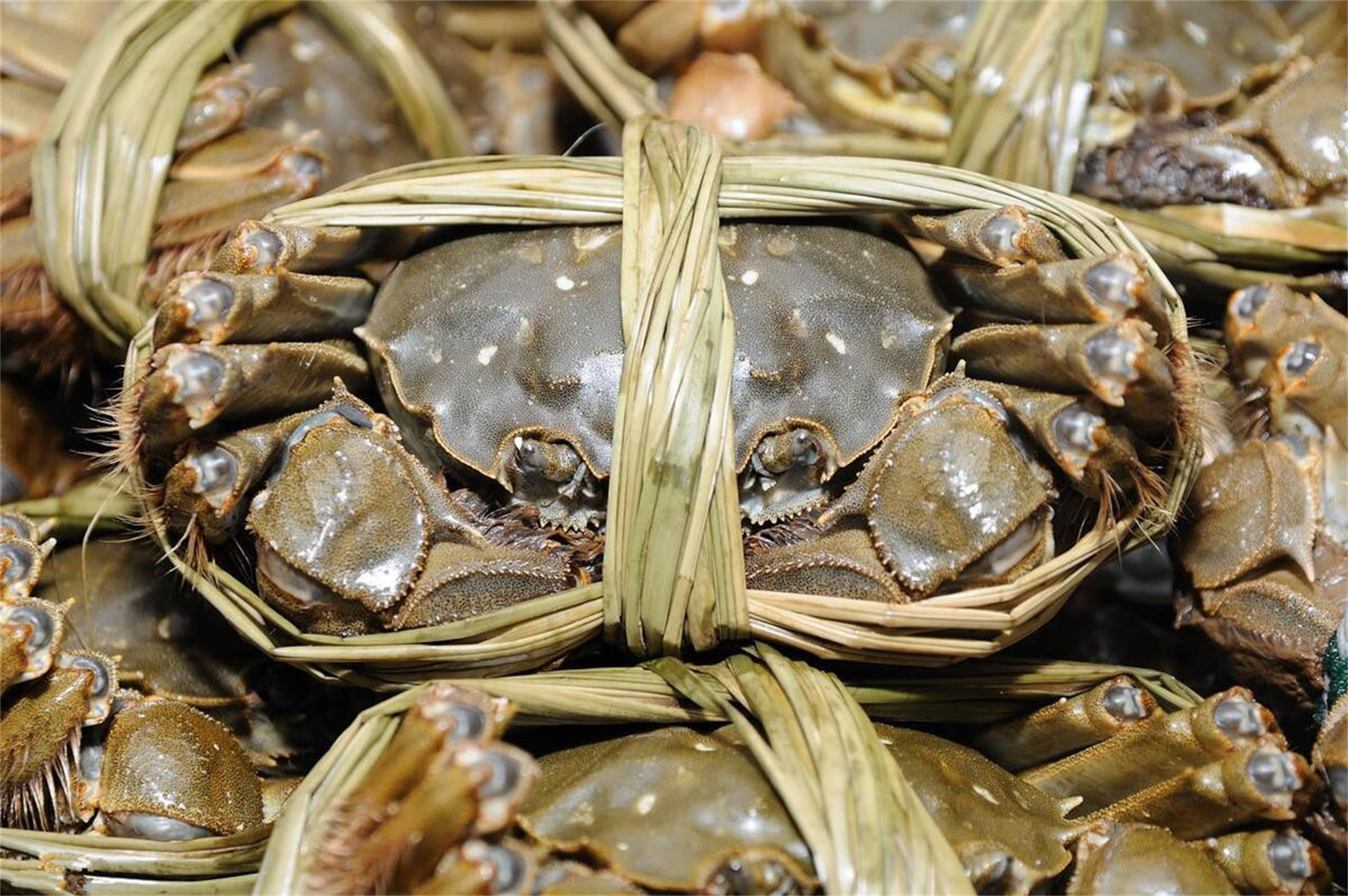 汾湖蟹肥正当时，生态养殖铺就乡村致富路