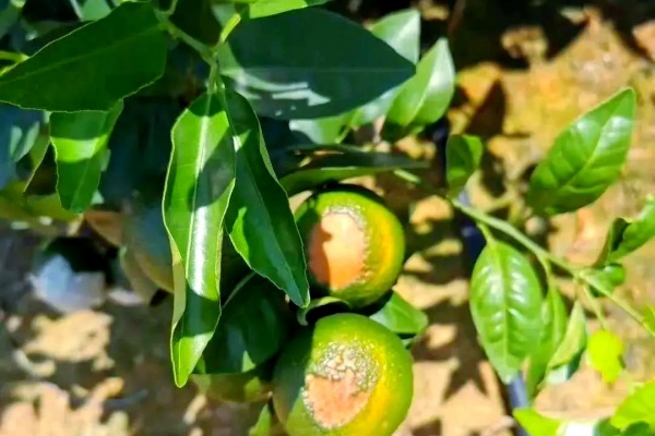 柑橘日灼病怎么防治？柑橘日灼病怎么解决？