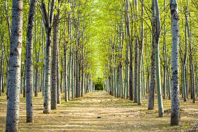 十年的杨树什么价格？从200元到2000元，你的树到底值多少钱？