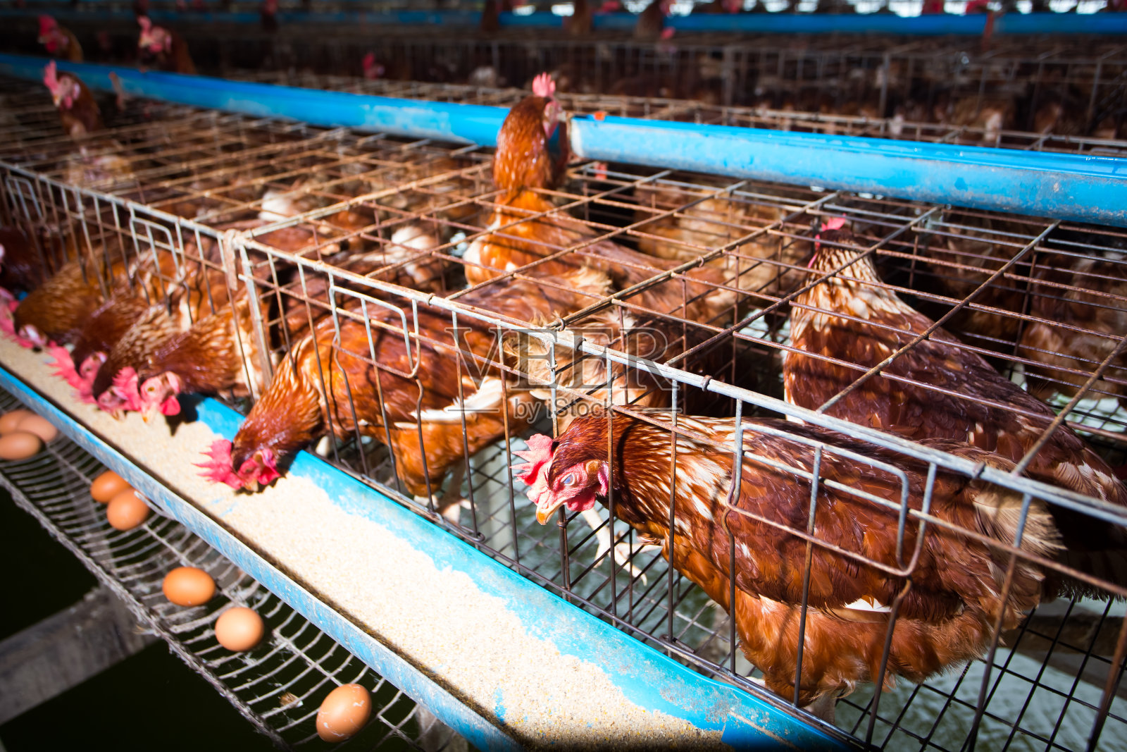 养鸡补贴怎么拿？养鸡补贴是怎么补的？