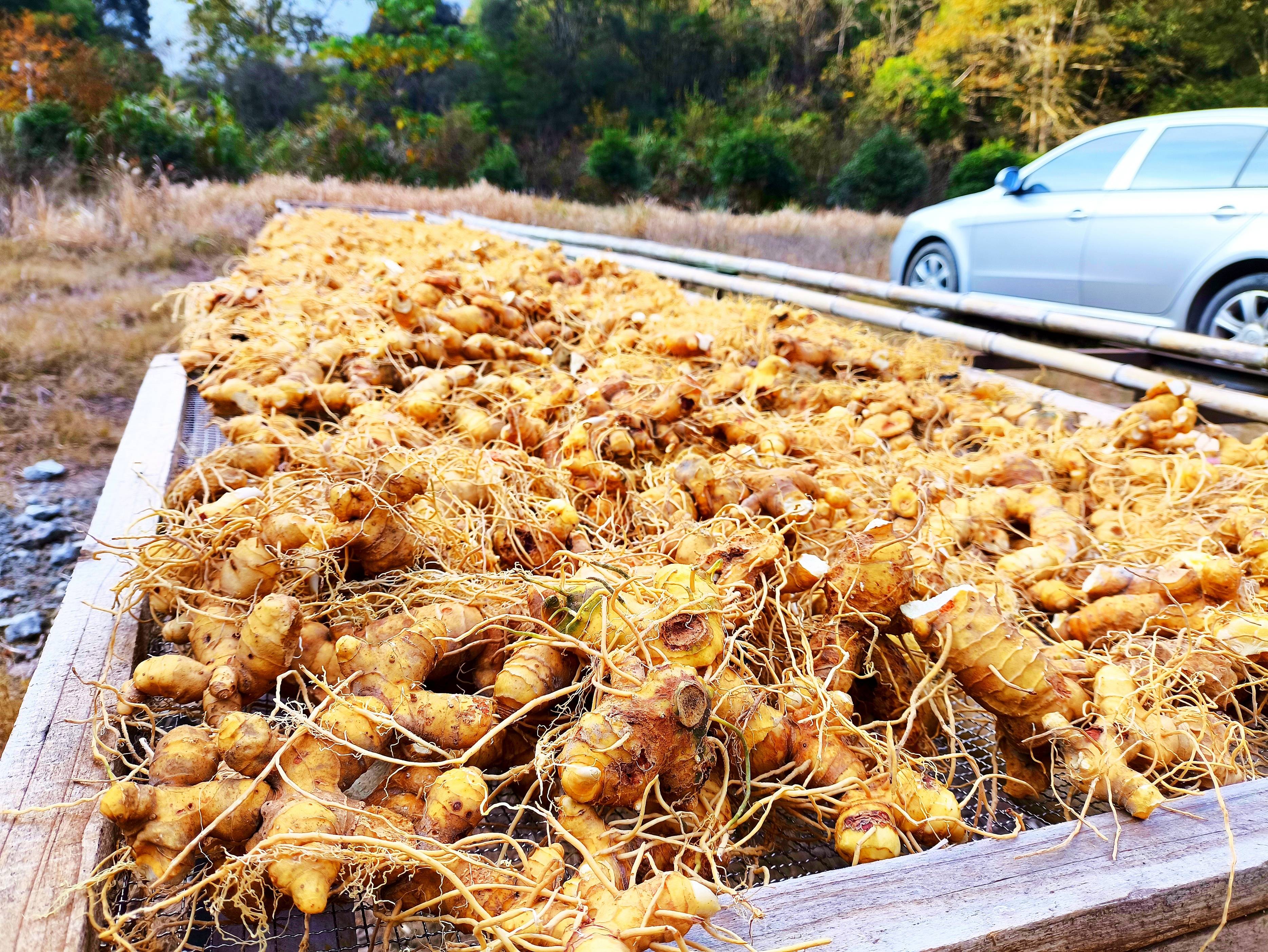 2025年种什么最赚钱？这四个种植项目前景好、风险低