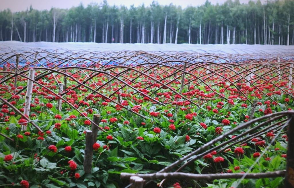 吉林人参产业迈向千亿级规模，数字化溯源与政策赋能助推高质量发展